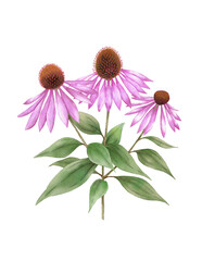 Echinacea flower digital watercolor. Medicinal plant. For immunity. - obrazy, fototapety, plakaty