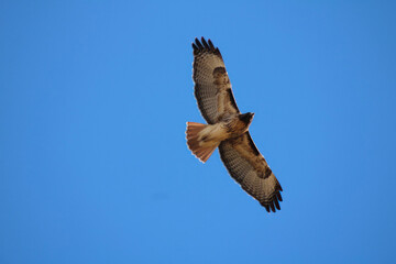 Hawk in flight, Colorado trail