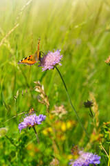 Orange butterfly in a summer meadow with purple moss verbena .