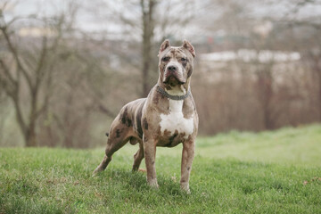 American bully dog standing