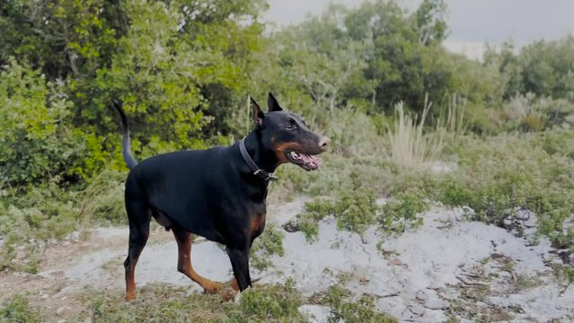Doberman Pinscher, Dog Running, Climbing Hill Winter Gloomy Day 