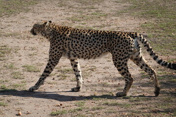Kenya - Masai Mara - Cheetah