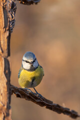 The Eurasian blue tit (Cyanistes caeruleus).