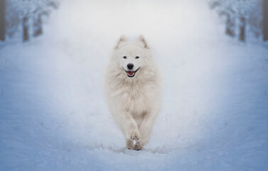 Female Samoyed running through a snowy forest. Samoyed polar dog breed.