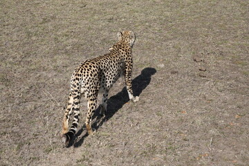 Kenya - Masai Mara - Cheetah
