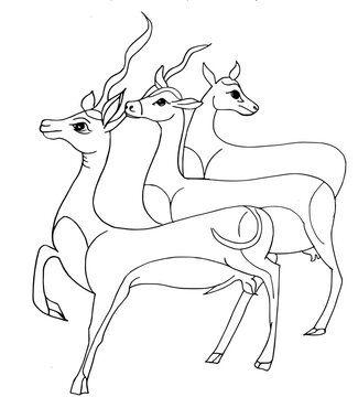 herd of deer