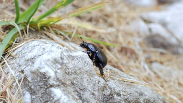 Mountain pine beetle in the Bucegi mountains, Romania.	