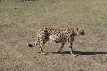 Kenya - Masai Mara - Cheetah