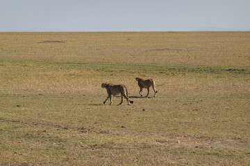 Kenya - Masai Mara - Cheetah