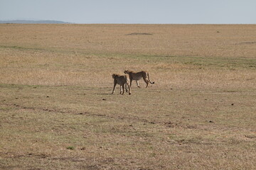 Kenya - Masai Mara - Cheetah