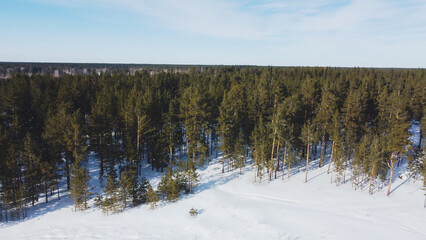 Densely overgrown coniferous forest