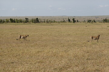 Naklejka premium Kenya - Masai Mara - Cheetah