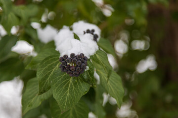 Winter landscape with snow. Beautiful park with trees