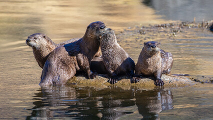 American River Otters