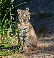 Bobcat