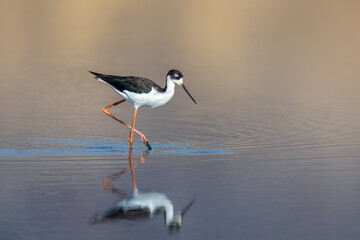 Obraz premium Black-necked stilt