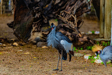 crowned crane balearica regulorum portrait