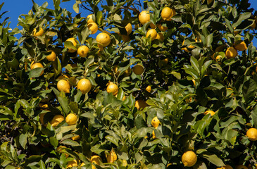 A close-up of many lemons on a tree