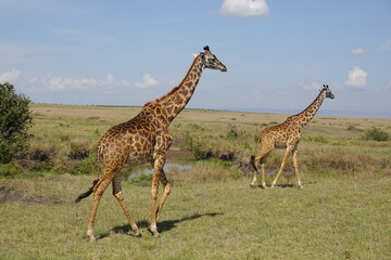 Naklejka na ściany i meble Kenya - Masai Mara - Giraffe