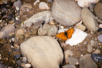 Obraz premium Beautiful butterfly lay on rocks in pantishara area in Vashlovani protected area