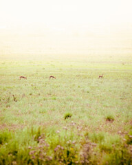 Group of gazelles in Vashlovani national park protected area fields in Georgia