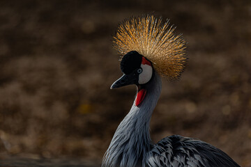 crowned crane balearica regulorum