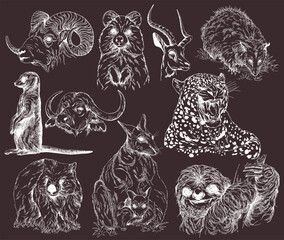 Set of hand drawn sketch style animals isolated on dark background. Vector illustration. - 568553417