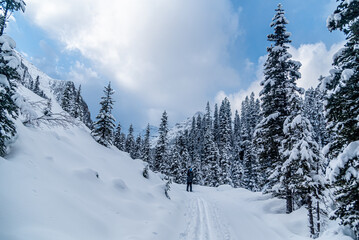 Fototapeta na wymiar Winter forest in Banff Park
