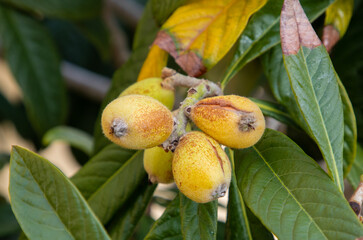 A close-up of Eriobotrya japonica fruits on a branch