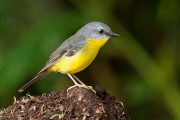 Eastern Yellow Robin - Eopsaltria australis - australian brightly yellow small song bird, southern and eastern Australia, in heaths, mallee, acacia scrub, woodlands, and sclerophyll forests