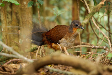 Prince Alberts Lyrebird - Menura alberti timid pheasant-sized songbird endemic to subtropical...