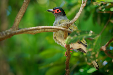 Australasian Figbird - Sphecotheres vieilloti also Green figbird, medium-sized yellow passerine...