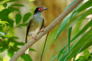 Australasian Figbird - Sphecotheres vieilloti also Green figbird, medium-sized yellow passerine bird native to wooded habitats in northern and eastern Australia, New Guinea and the Kai Islands