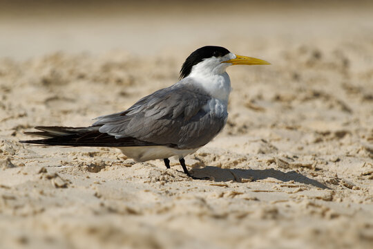 Greater Crested Tern  - Thalasseus bergii or swift tern, white and black bird in the family Laridae that nests in dense colonies on coastlines and islands, sitting on the sandy beach - Powered by Adobe
