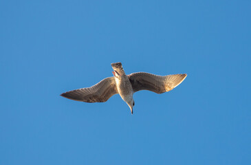 A seagull in flight seen from below against a blue sky background