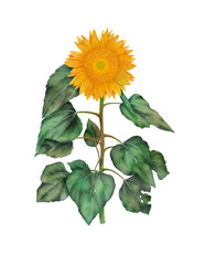 Sunflower flower digital watercolor. Oil culture. Agricultural plant - 568555695