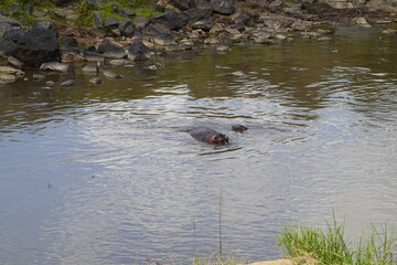 Kenya - Masai Mara - hippo
