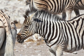 Fototapeta na wymiar Zebrafohlen (Equus quagga) am Wasserloch Kalkheuwel im Etoscha Nationalpark