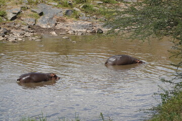 Kenya - Masai Mara - hippo