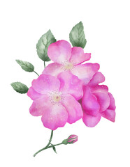 Naklejka na ściany i meble Rosehip flower, digital watercolor.