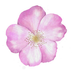 Rosehip flower, digital watercolor.