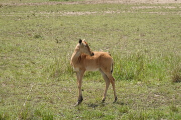 Kenya - Masai Mara - impala