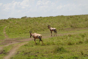 Kenya - Masai Mara 