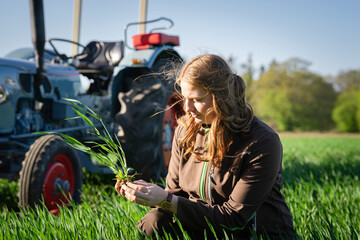 Landwirtin überprüft das junge Getreide auf einen Getreideacker, sie hält eine Pflanze in ihrer...