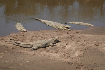 Kenya - Masai Mara - Crocodile