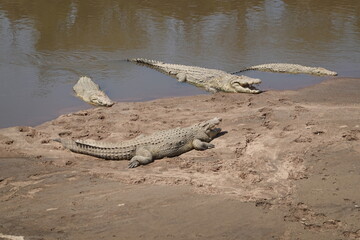 Kenya - Masai Mara - Crocodile