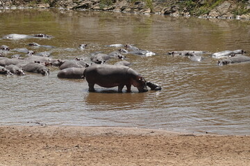 Kenya - Masai Mara - Hippo