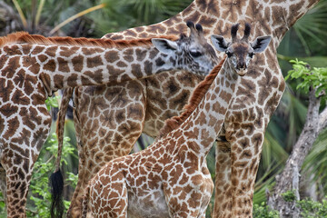 Ginger giraffes family portret