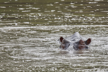 Fototapeta premium Hippo submerged under the water in Selous Park
