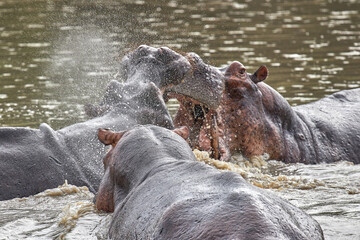 Hippopotamus displaying aggressive territorial behavior in Selous Park